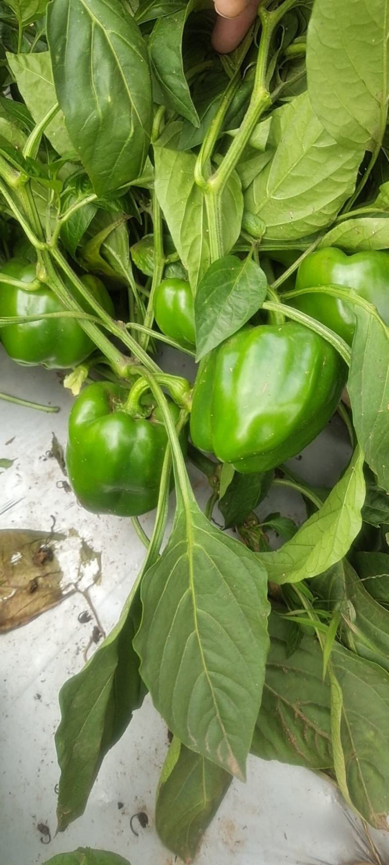 圆椒，西椒，菜椒