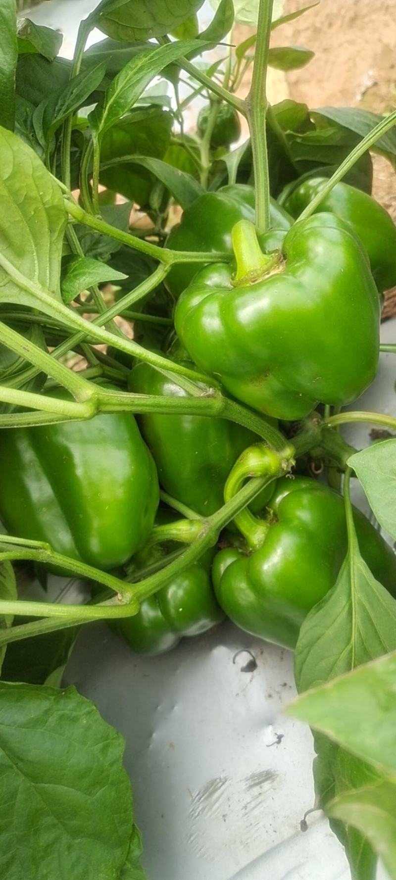 圆椒，西椒，菜椒