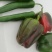 圆椒，西椒，菜椒