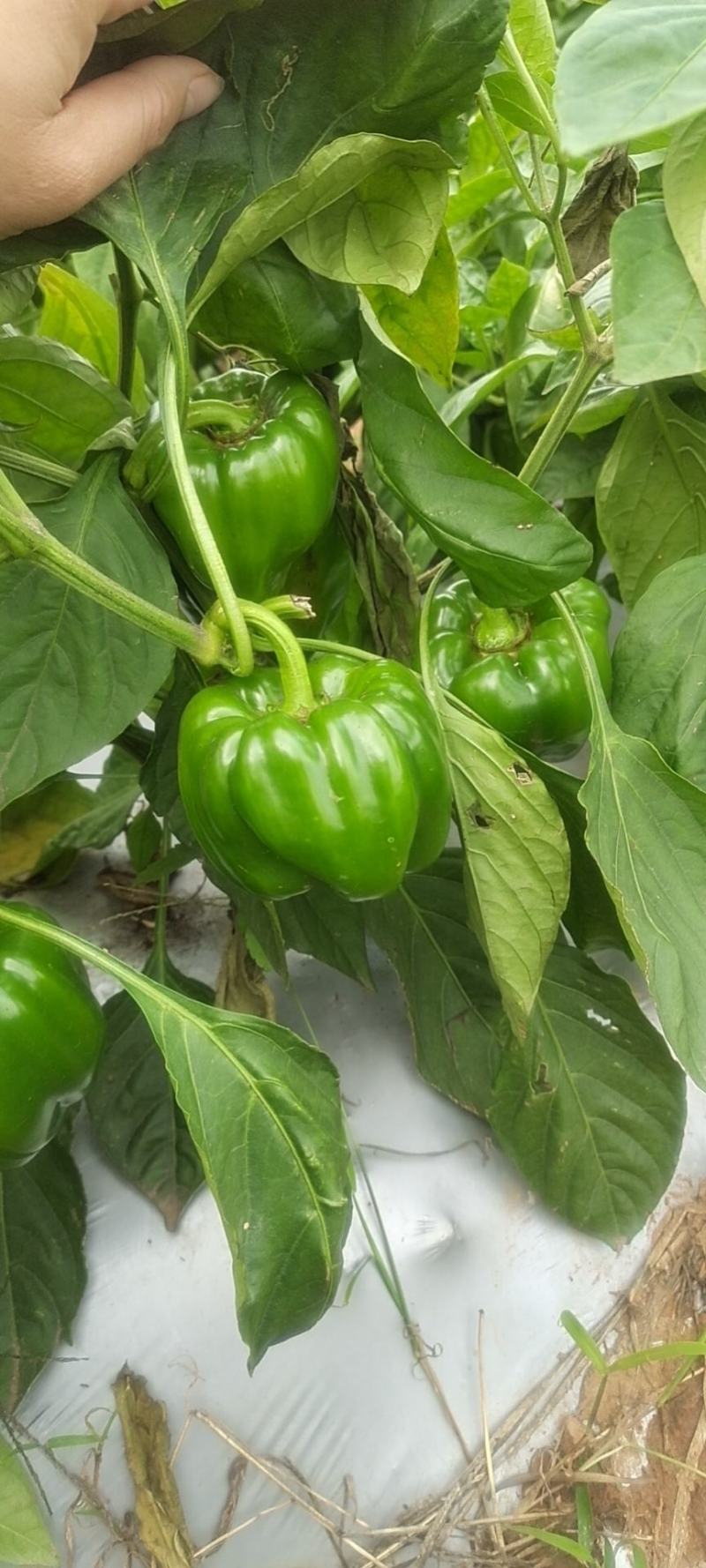 圆椒，西椒，菜椒