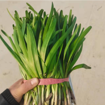 精品韭菜冷棚红根头刀韭菜大量有货质量好