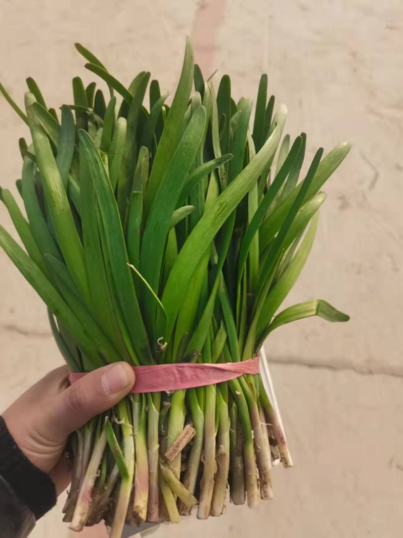 精品韭菜冷棚红根头刀韭菜大量有货质量好