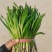 精品韭菜冷棚红根头刀韭菜大量有货质量好