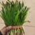 精品韭菜冷棚红根头刀韭菜大量有货质量好