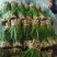 精品韭菜冷棚红根头刀韭菜大量有货质量好