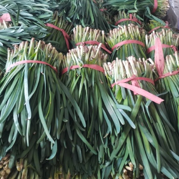 韭菜韭菜韭菜韭菜韭菜韭菜梁山韭菜大量上市质量优良品质保证