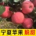 宁夏精品套袋红富士苹果大量上市需要的客商前来