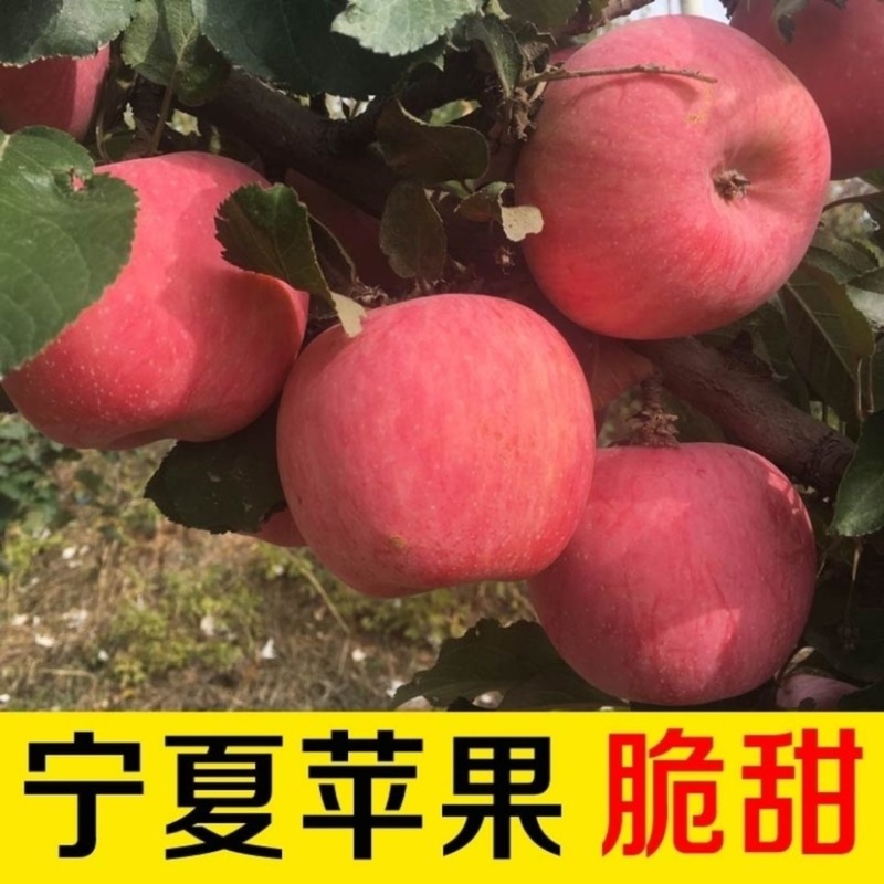 宁夏精品套袋红富士苹果大量上市需要的客商前来
