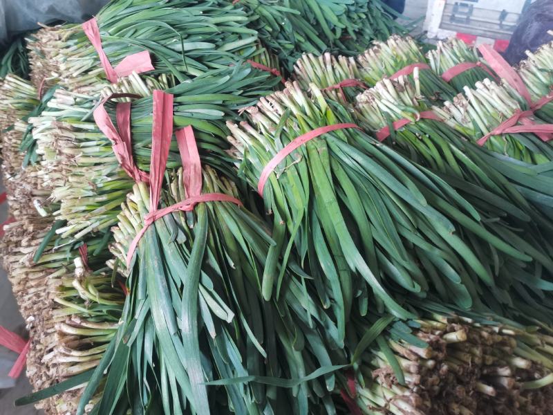 韭菜韭菜韭菜韭菜韭菜韭菜梁山韭菜大量上市质量优良品质保证