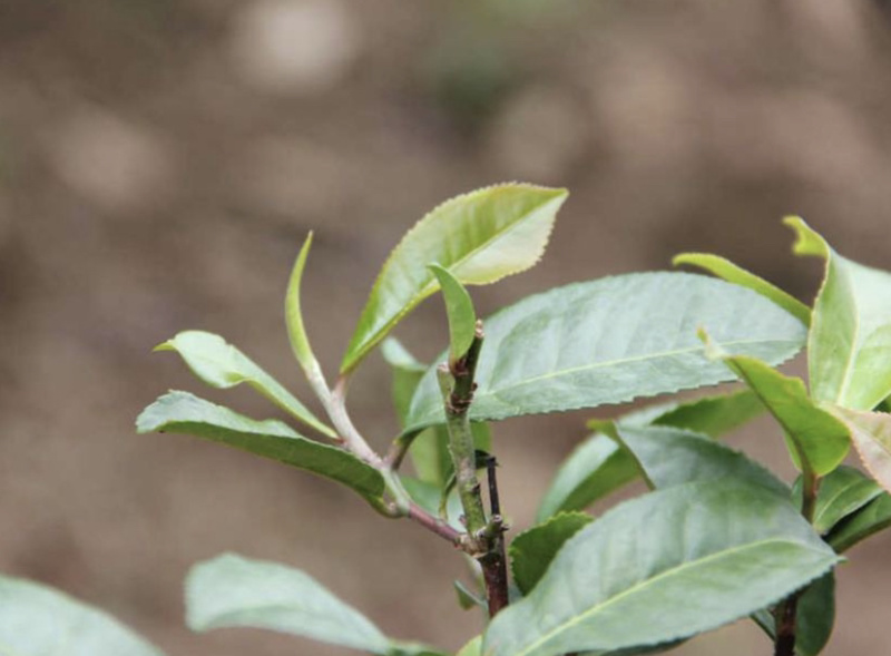 源头批发冰岛帝迫200克普洱茶生茶2019年
