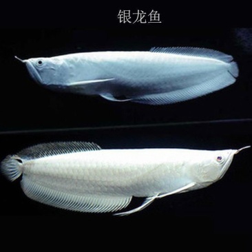 银龙鱼活体鱼苗热带观赏鱼淡水中大型风水鱼鹦鹉地图招财鱼包
