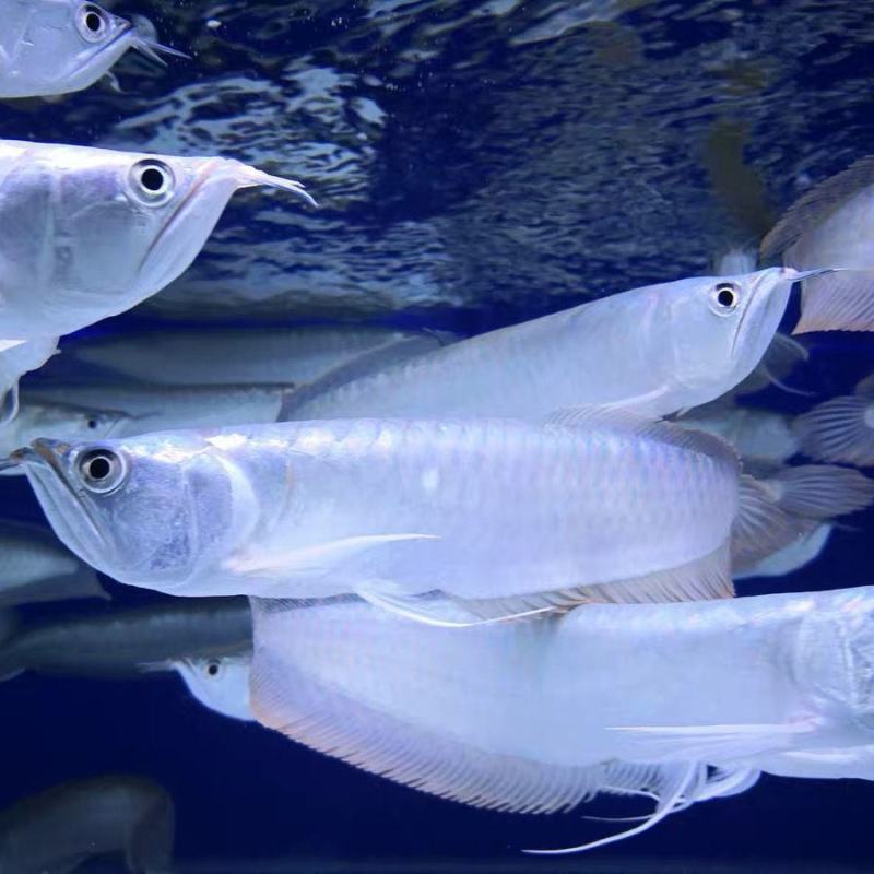 银龙鱼活体鱼苗热带观赏鱼淡水中大型风水鱼鹦鹉地图招财鱼包
