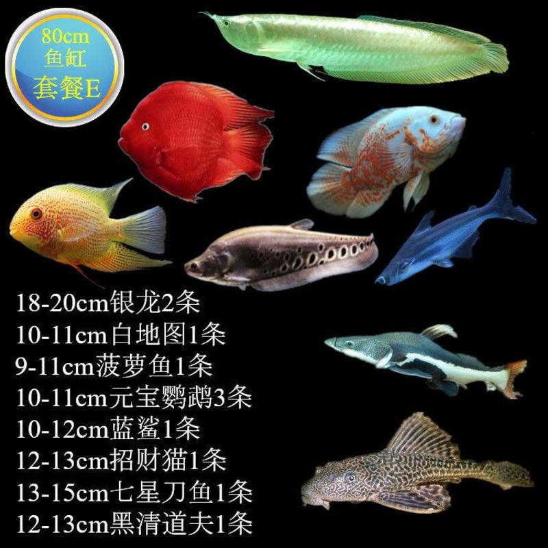 银龙鱼活体鱼苗热带观赏鱼淡水中大型风水鱼鹦鹉地图招财鱼包
