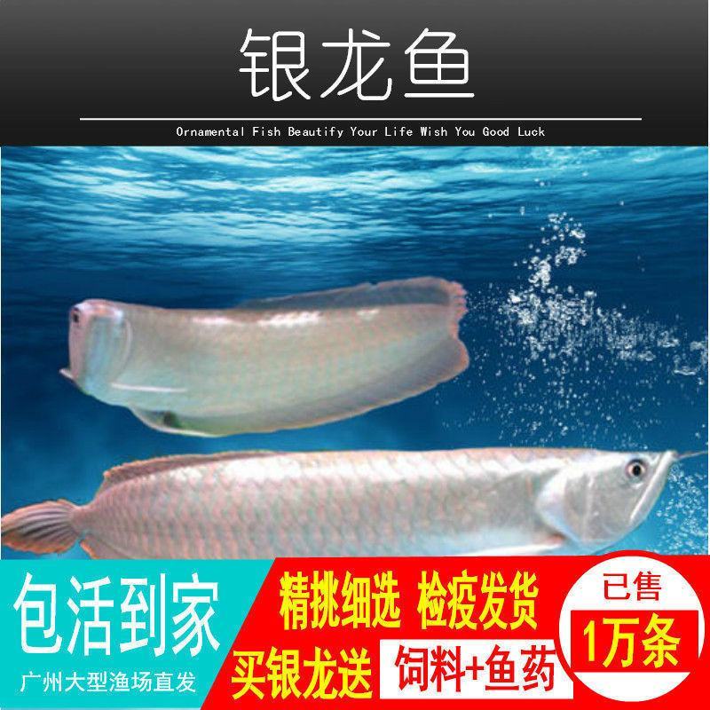 银龙鱼活体鱼苗热带观赏鱼淡水中大型风水鱼鹦鹉地图招财鱼包