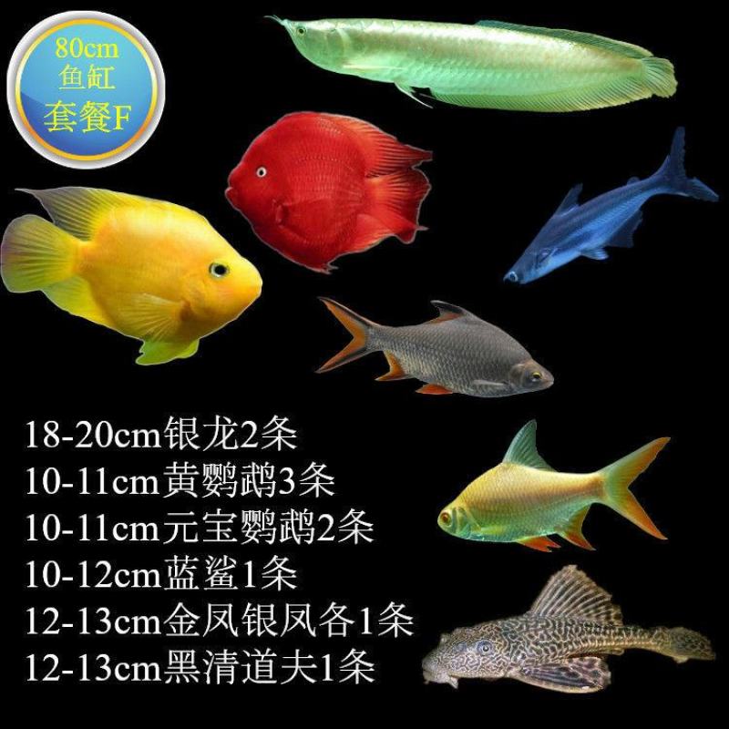 银龙鱼活体鱼苗热带观赏鱼淡水中大型风水鱼鹦鹉地图招财鱼包