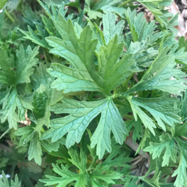 益母草