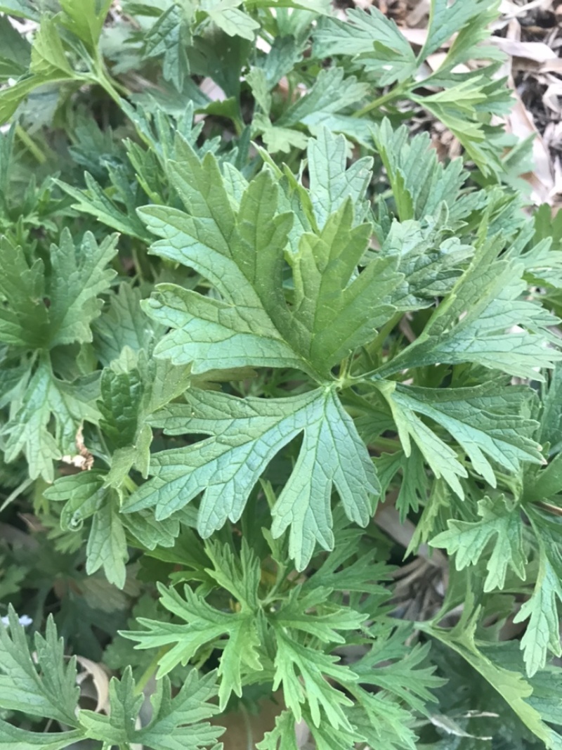 益母草