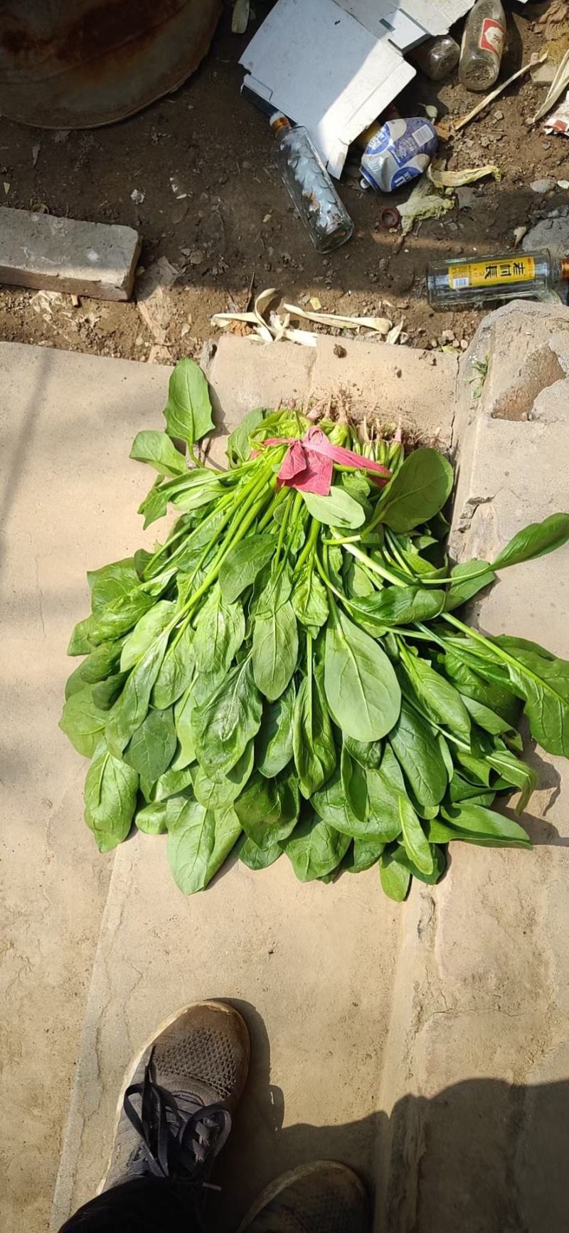 小叶菠菜