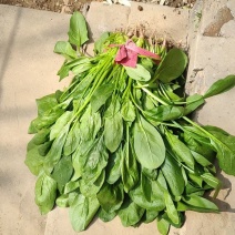 小叶菠菜