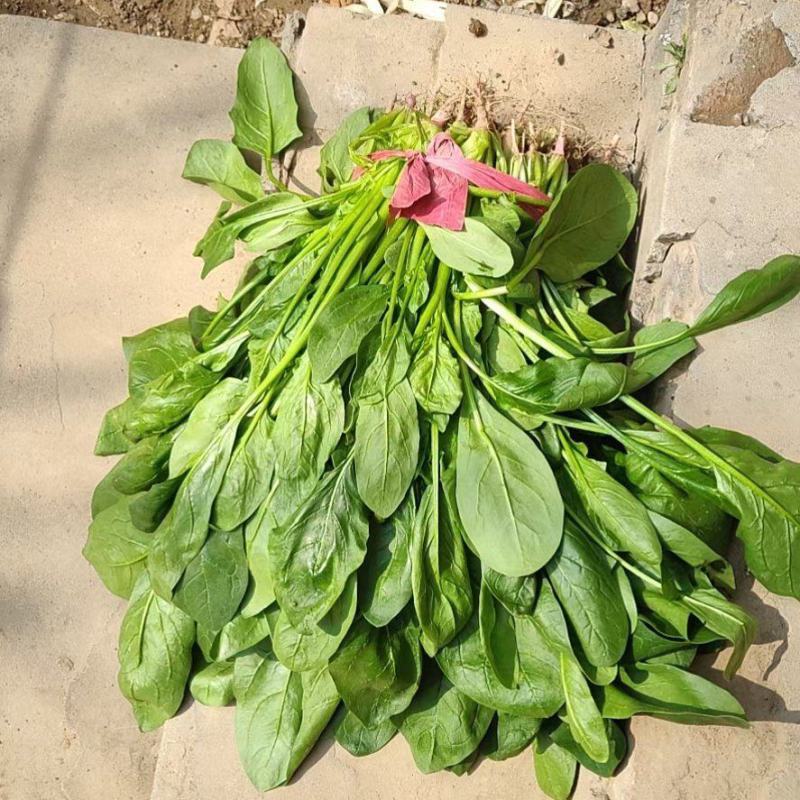 小叶菠菜
