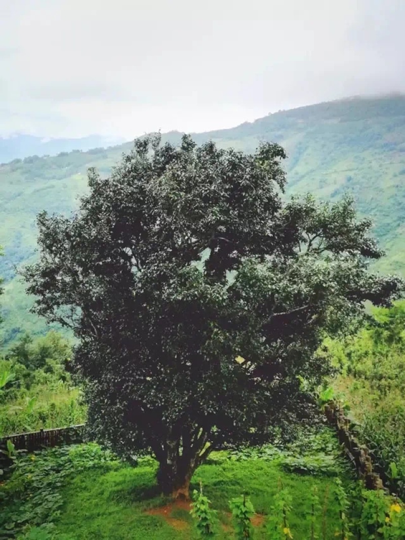 易武弯弓普洱茶生茶200的饼茶浓香型生普