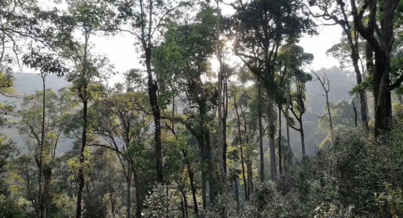 易武弯弓普洱茶生茶200的饼茶浓香型生普