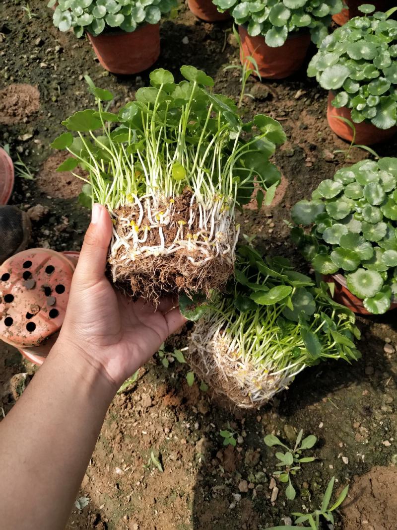 铜钱草双色盆苗，常年有货，一手货源，大量有货