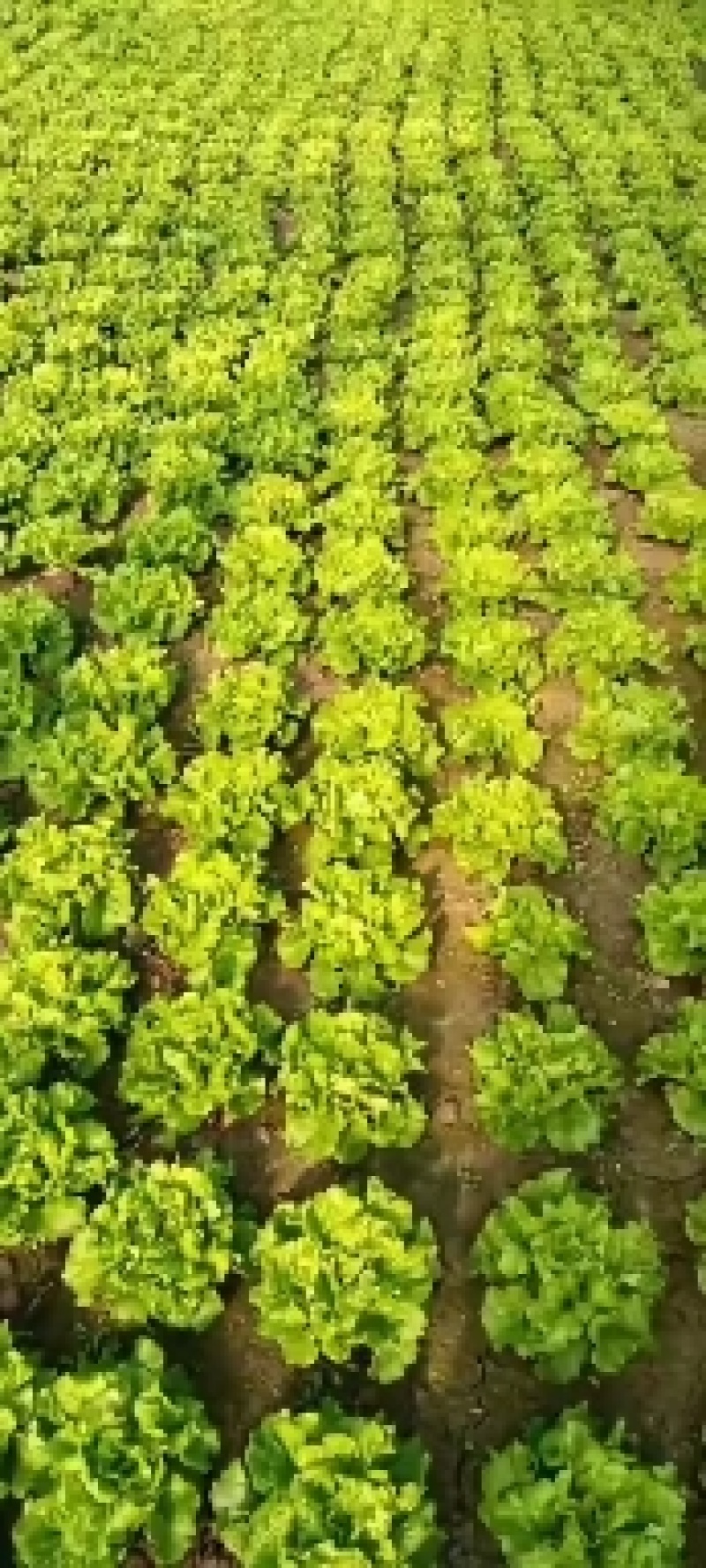 南通生菜意大利生菜品质保证量大从优整车代发