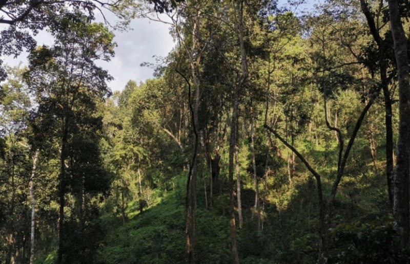源头批发易武天门山饼茶357克源寶號普洱茶生茶饼