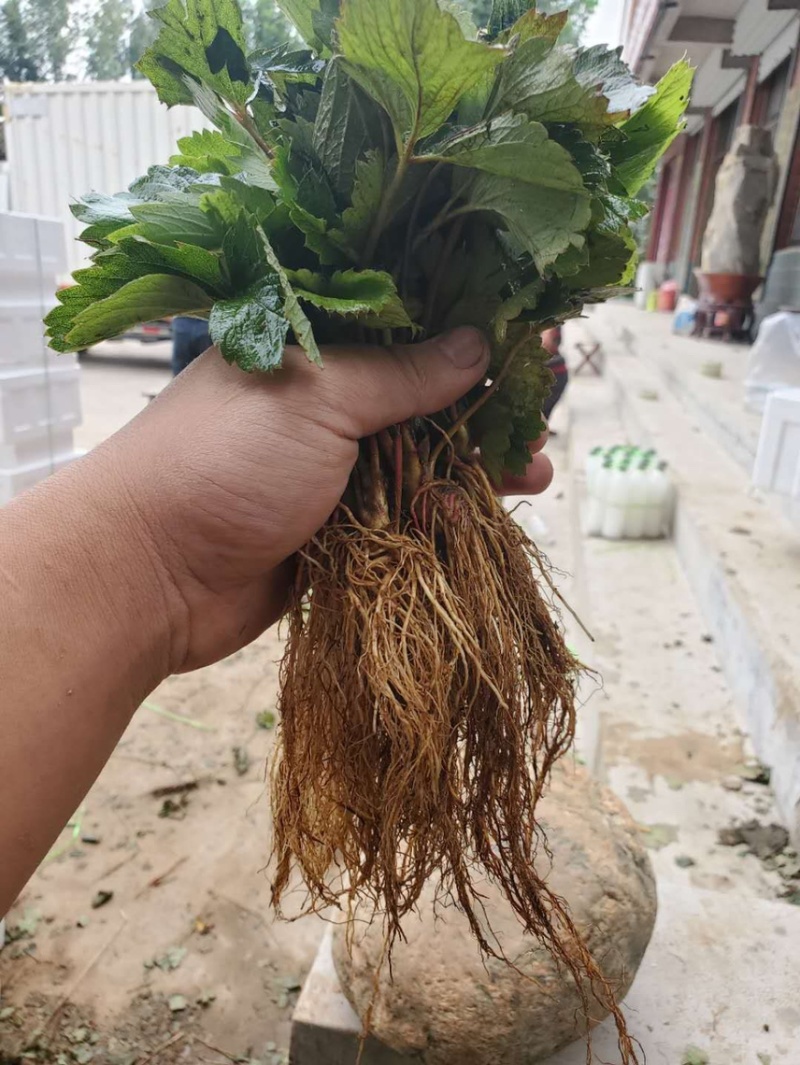 四季草莓苗四季蒙特瑞草莓苗四季圣安德瑞斯四季美德莱特