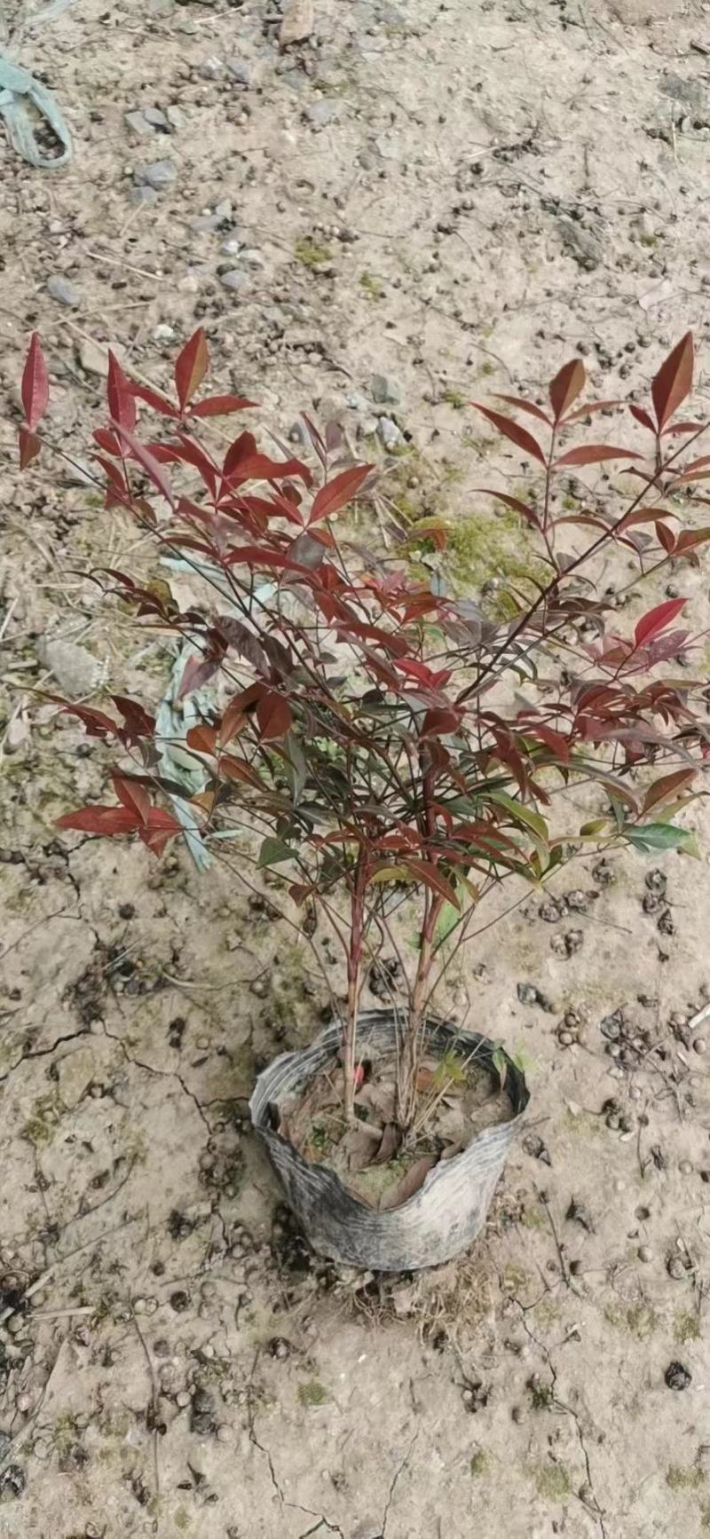 南天竹各种规格有需要的联系量大优惠欢迎选购。