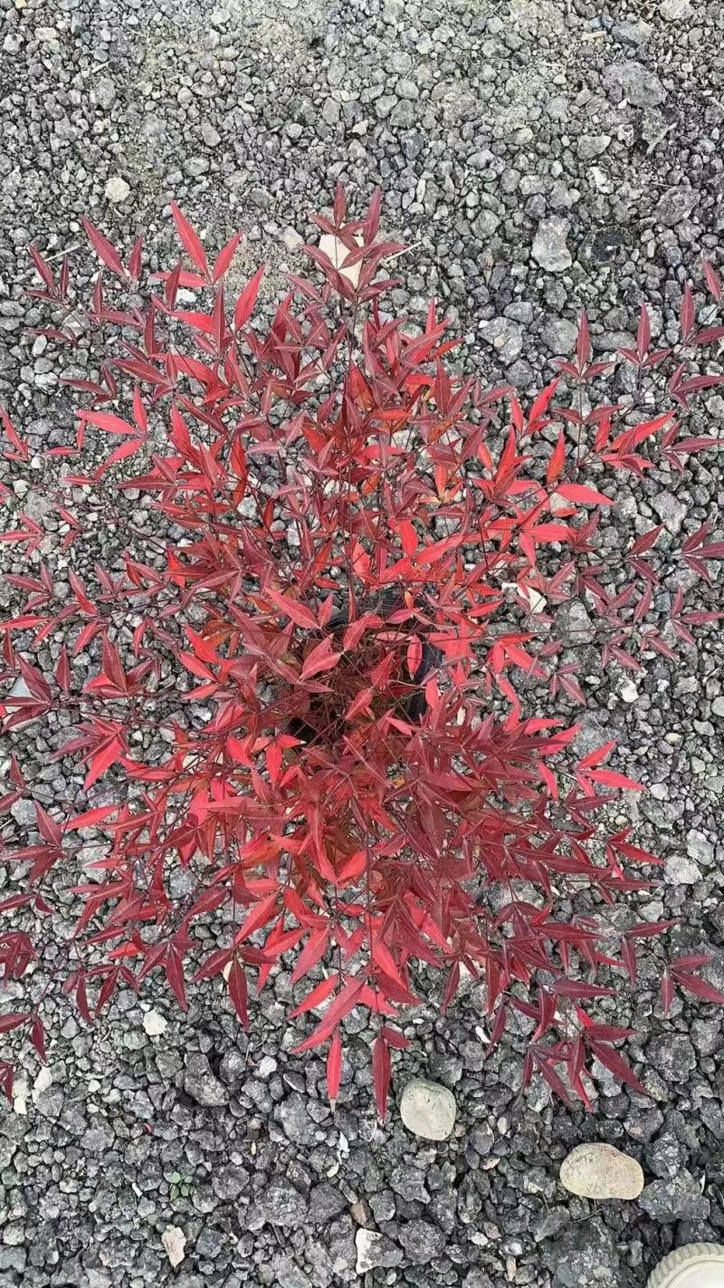 南天竹各种规格有需要的联系量大优惠欢迎选购。
