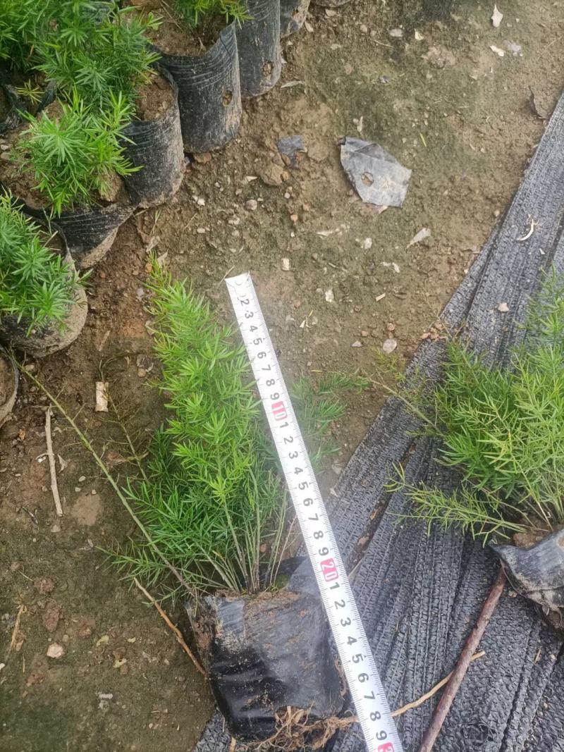 天门冬，各种规格有需要的联系量大优惠，欢迎新老顾客选购。