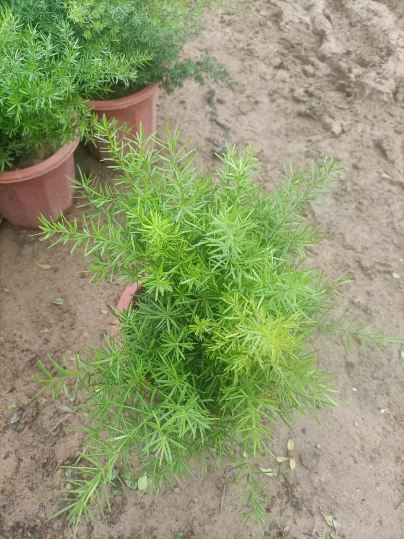 天门冬，各种规格有需要的联系量大优惠，欢迎新老顾客选购。