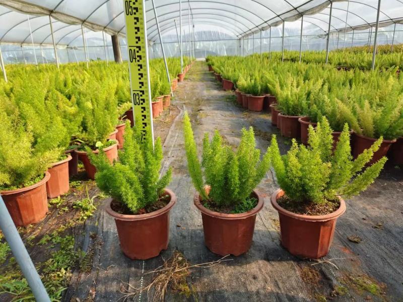 天门冬，各种规格有需要的联系量大优惠，欢迎新老顾客选购。