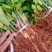 爱沙阳光金秋明日见大芬阳光由良等