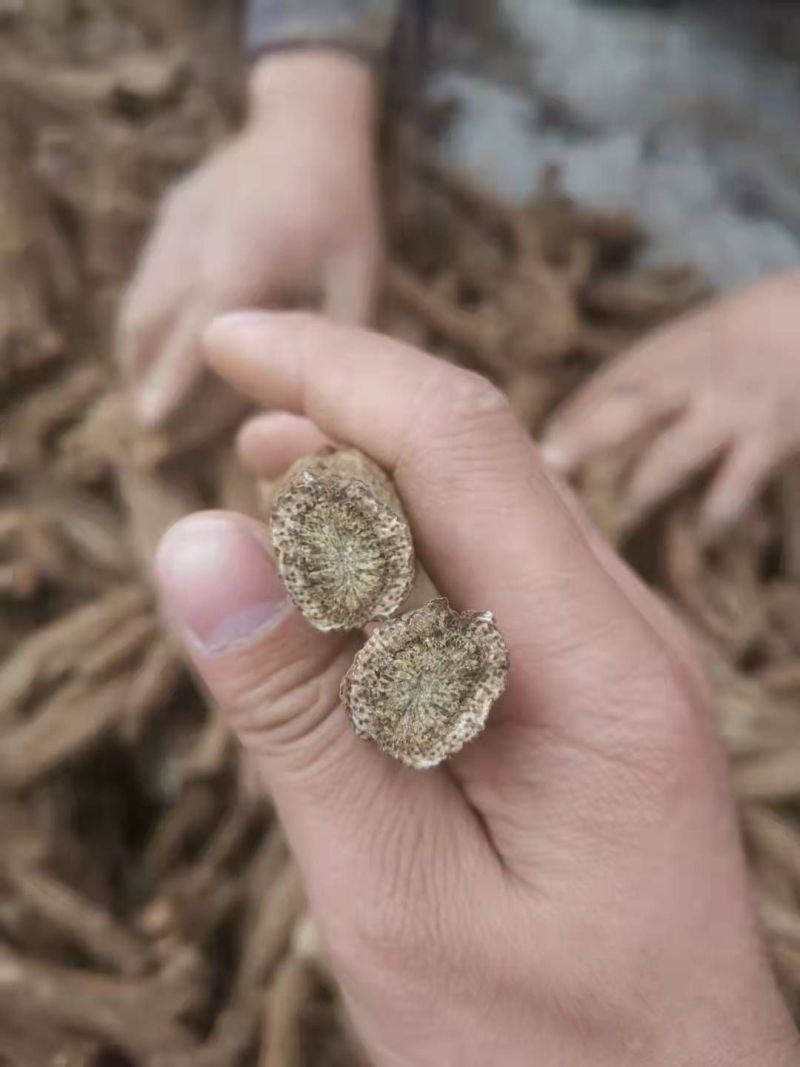 木香片木香产地直销！有圆片，有斜片。量大可优惠。