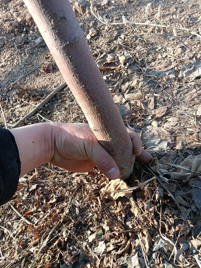 龙丰果树