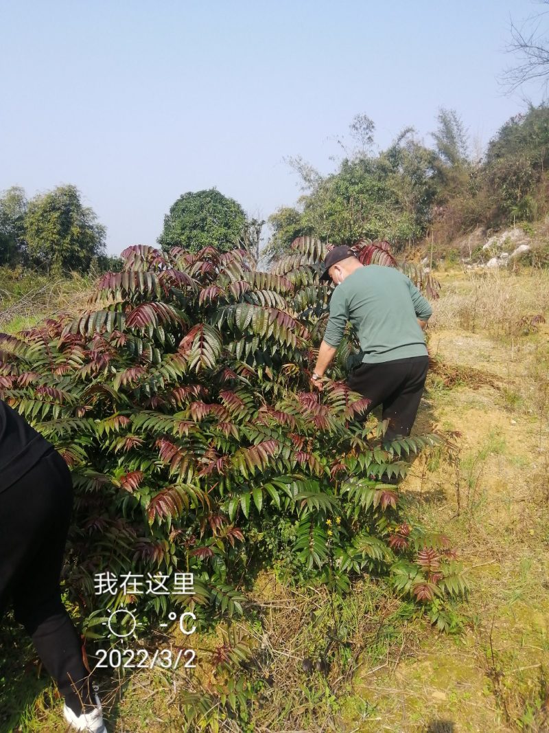 正宗四季香椿种子，反季节栽培，供应当年纯种子，过风车，