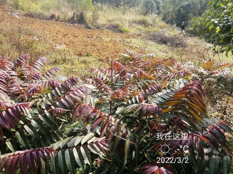 正宗四季香椿种子，反季节栽培，供应当年纯种子，过风车，