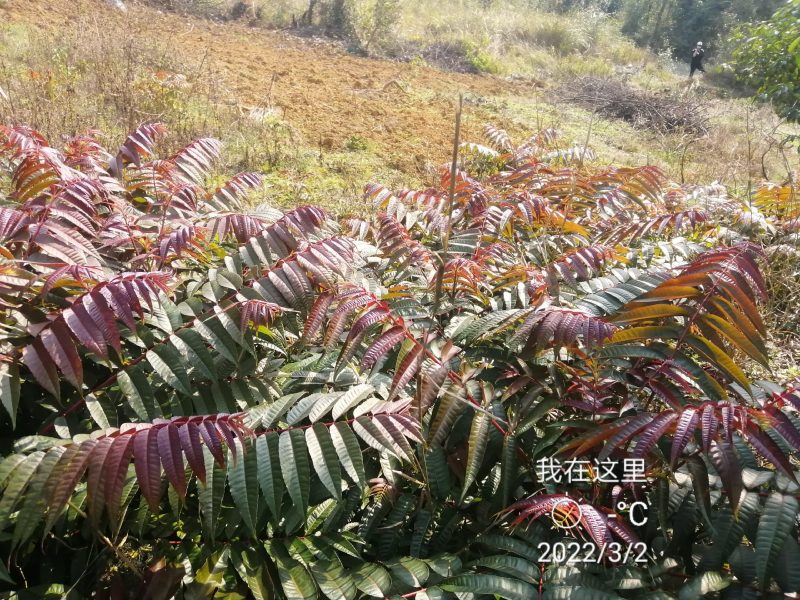 正宗四季香椿种子，反季节栽培，供应当年纯种子，过风车，