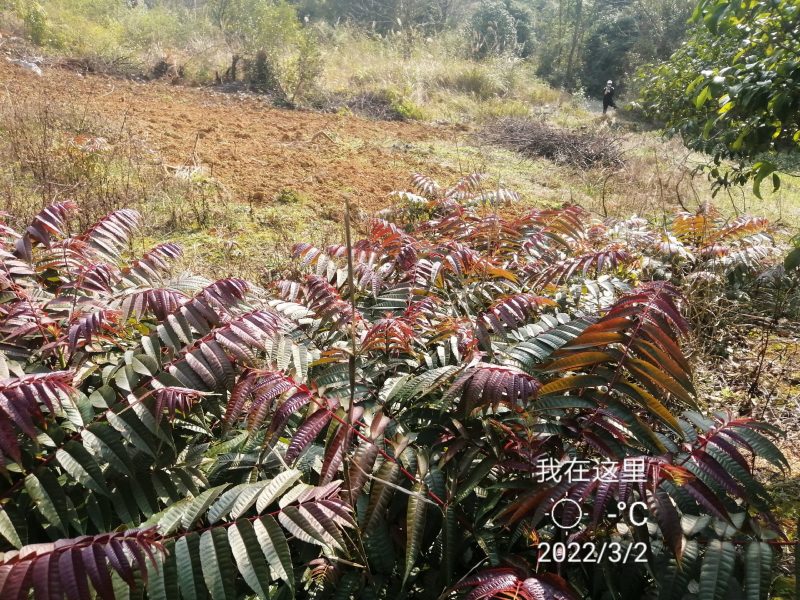 正宗四季香椿种子，反季节栽培，供应当年纯种子，过风车，