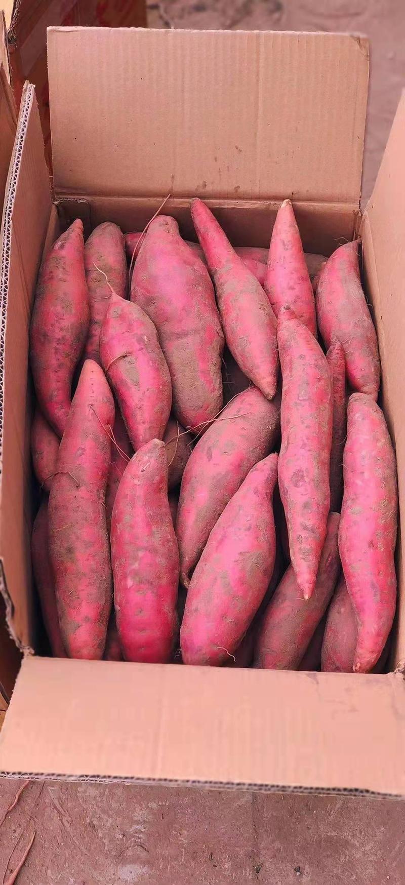 高代托毒红薯苗，品种全，主营密薯，西瓜红，商薯19.哈密