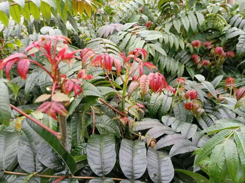 正宗桂林冬椿，四季香椿苗，反季节香椿栽培