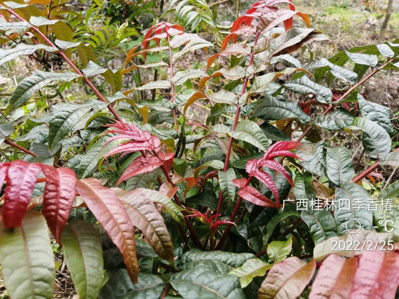 正宗桂林冬椿，四季香椿苗，反季节香椿栽培