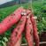 原种烟薯25，地瓜种苗，成活率95%以上50亩自产自销