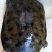 河沟小甲鱼
