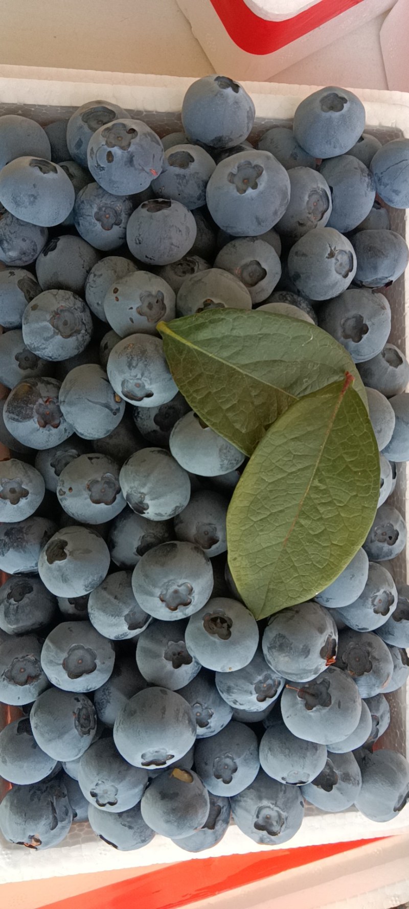 丹东蓝莓