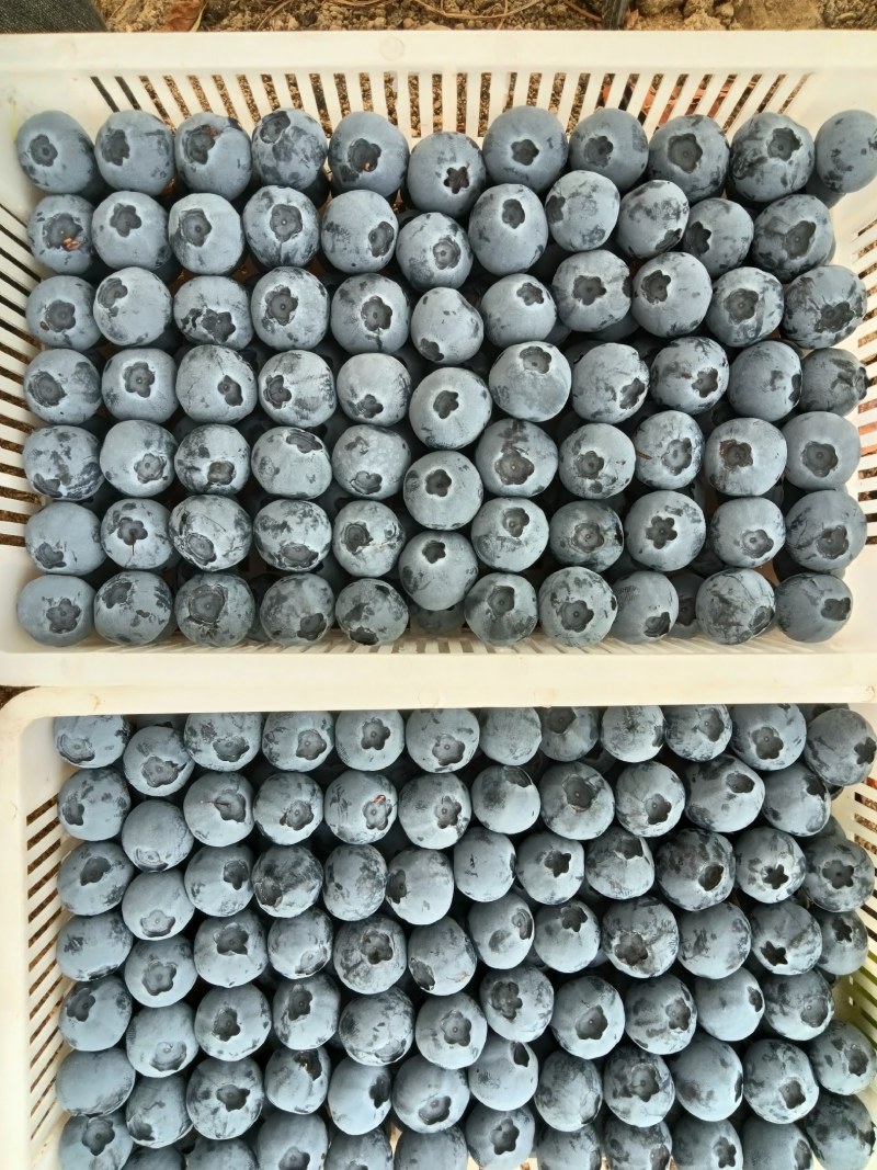 丹东蓝莓