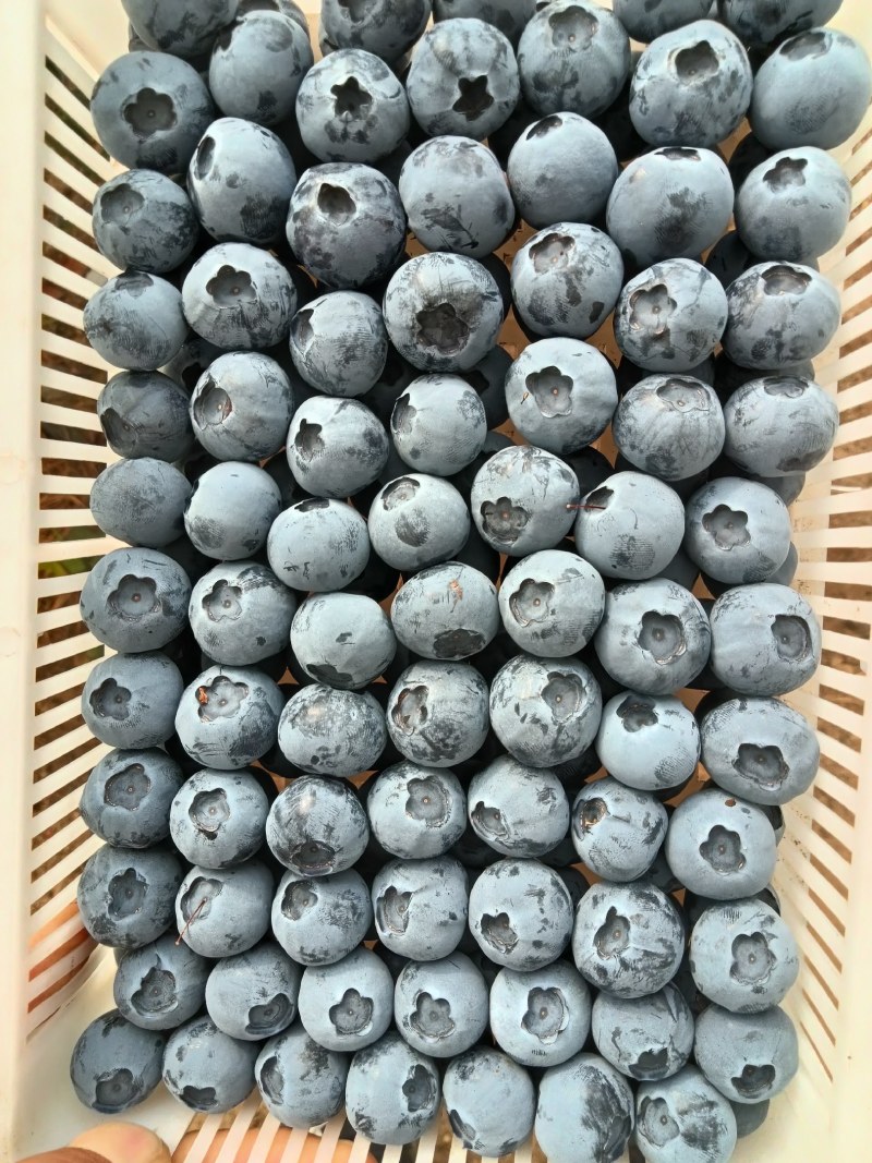 丹东蓝莓